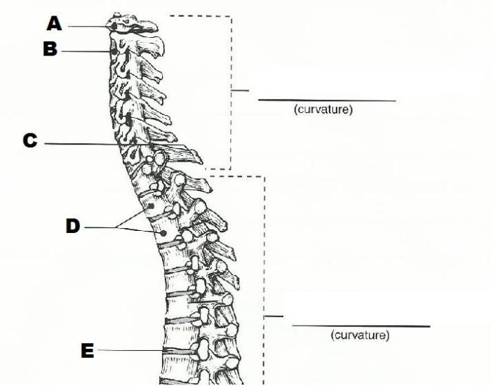 Review sheet the axial skeleton exercise 9