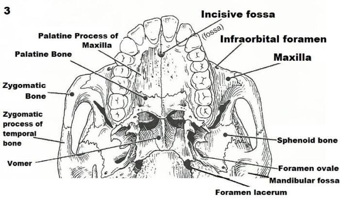 Skeleton axial lab skull solved