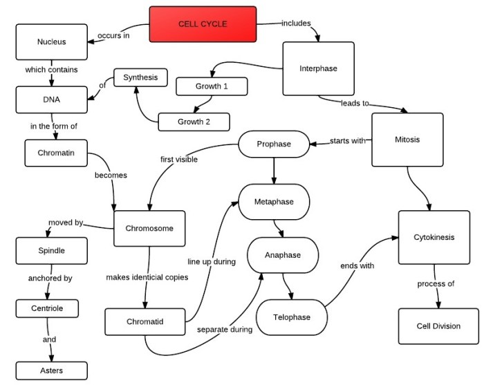 Cell cycle concept map answer key