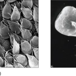 Shape altering single celled parasite