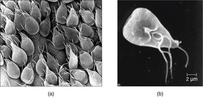 Shape altering single celled parasite