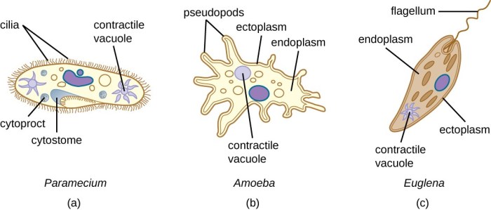 Shape altering single celled parasite