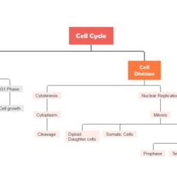 Cell cycle concept map answer key