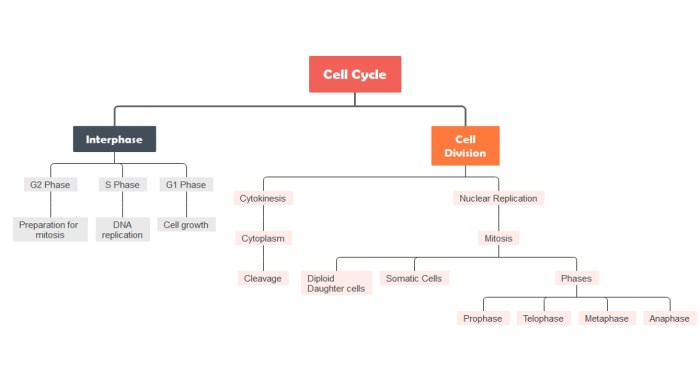 Cell cycle concept map answer key