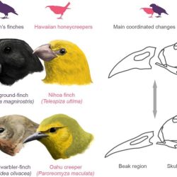 Selecting agent beaks of finches