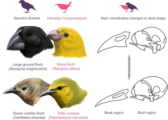 Selecting agent beaks of finches