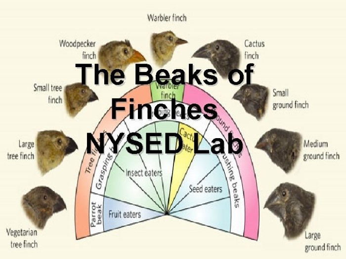 Selecting agent beaks of finches